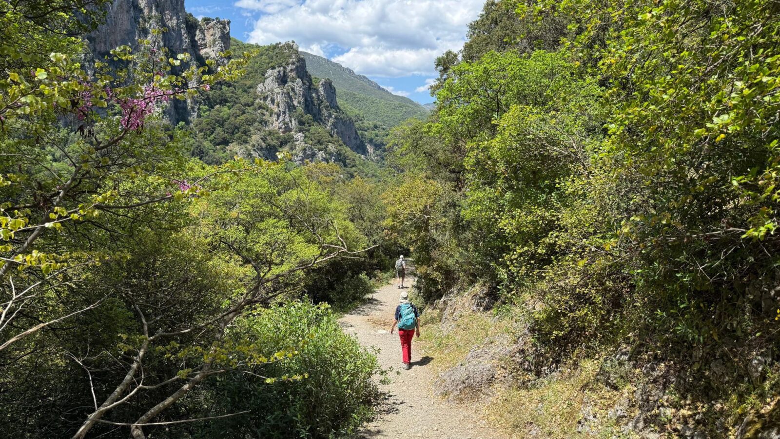 Hiker on a green trail with flowering trees on a Peloponnese spring walking tour