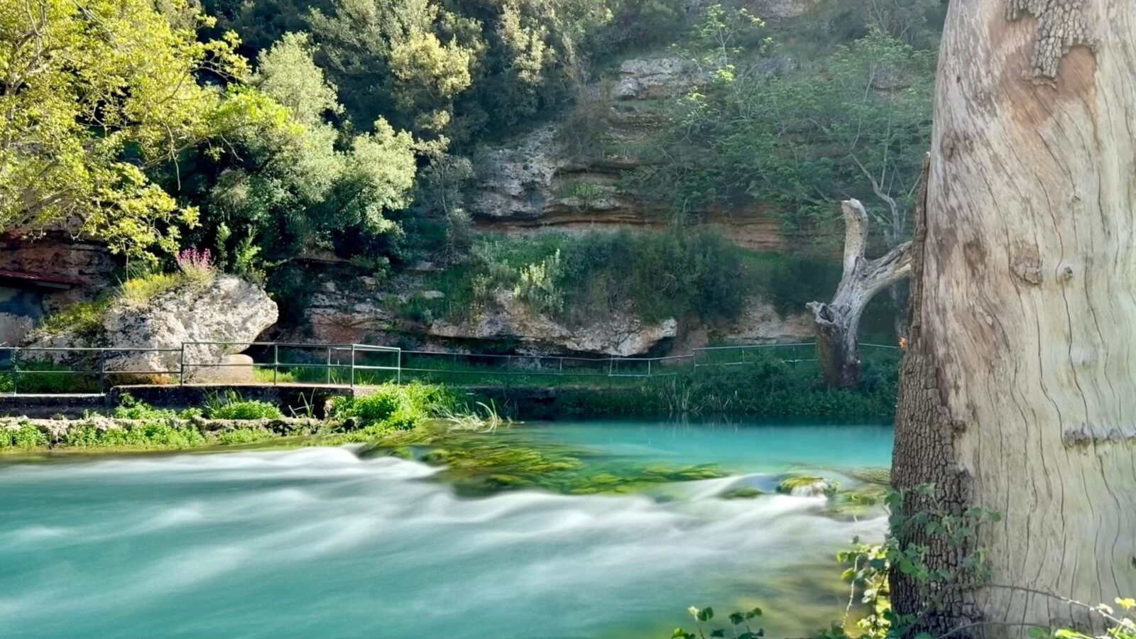 Turquoise spring-fed stream beside a plane tree in the green Peloponnese
